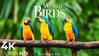 World Birds 4K • Scenic Relaxation Film with Peaceful Relaxing Music and Animals Video Ultra HD