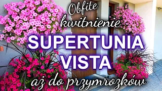 Supertunia Vista |Jak ją pielęgnuję🌺 | Obsadzam donice- moje tegoroczne kompozycje :)