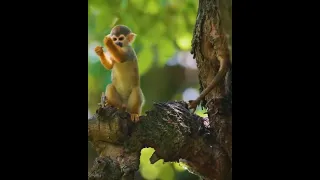 Animals of Amazon | Wild Animals | Little Monkey #shorts #ytshorts #short #trending @naturelifepro