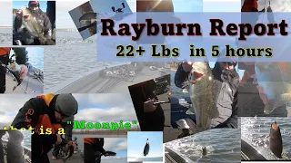 Rayburn Report - 22+ for Best 5 Fish