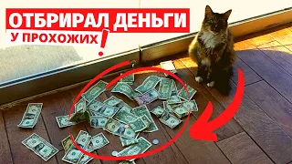 КАЖДЫЙ ДЕНЬ КОТ ПРИНОСИЛ КУЧУ ДЕНЕГ! КОГДА ЛЮДИ УЗНАЛИ, ГДЕ ОН ИХ БЕРЕТ — У НИХ ОТВИСЛА ЧЕЛЮСТЬ!