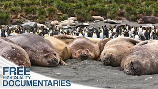 Beautiful Antarctica - Tales from the End of the World