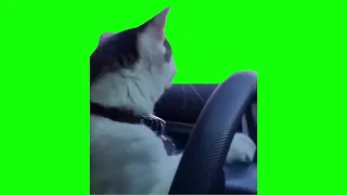 Cat Driving  Green Screen Template
