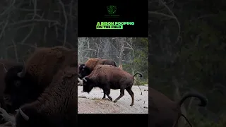 🦬 Bison 😁  * Pooping * 💩💩💩