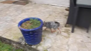 Tempête Ciara : Les nombreux dégâts chez moi !