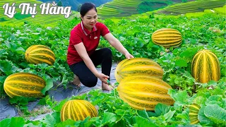 Harvesting Honeydew Melon & Go to the Market Sell - Harvesting & Cooking || Ly Thi Hang Daily Life
