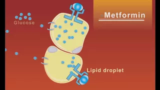 Metformin animation