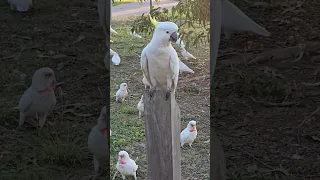 Australian Sulphur Crested Cockatoos. Campbelltown