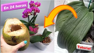 Prueba esto para hidratar orquideas en poco tiempo y salvar las hojas deshidratadas  #266