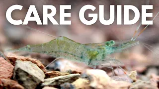 GHOST SHRIMP CARE GUIDE in 2 MINUTES: How To Care For Ghost Shrimp!