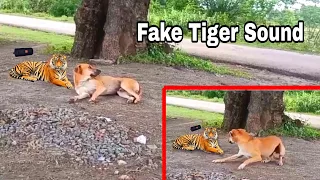 Fake Tiger Sound Prank Dog | Dog Pranks | Chitti Prank Video