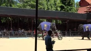 elephant riding a bike