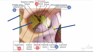 Orbital bones