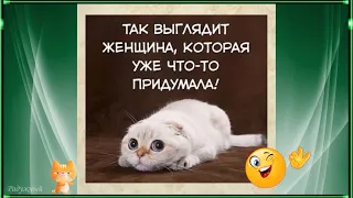 Смешные Котики для Хорошего Настроения! Шутки, Юмор, Позитив!