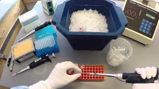 PCR Protocol - Part 1