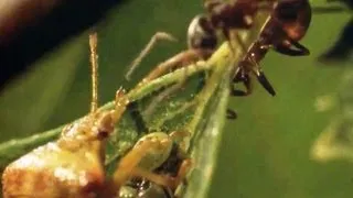 Ants VS Parent Bug | Natural World | BBC Earth