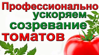 ТОМАТЫ.УСКОРЯЕМ СОЗРЕВАНИЕ.