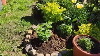 Гортензии метельчатые 🌿 пересаживаю в открытый грунт.Чем заправить посадочную яму для гортензий ⁉️