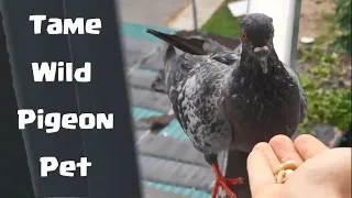 How to Tame Wild Pigeon Pet