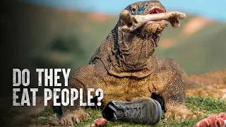 How I Survived a Komodo Dragon Attack