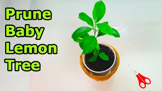 How to PRUNE Small Young BABY LEMON TREES in Containers