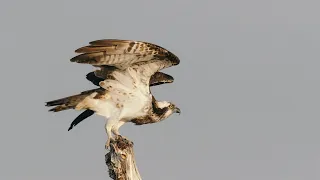 BEHIND THE SCENES Bird Photography, Canon 100-400 mm Mark II with 1.4x III extender on Canon 7D II