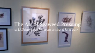 Seaweed Pressing Exhibition