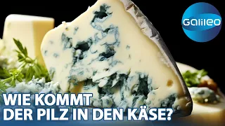 Schimmelzauber! Blauschimmelkäse von Hand vs. vom Band