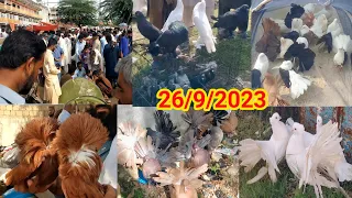 Fancy Kabootar Market Latest Update Fancy Pigeon Price 26/9/2023 | Lucky Kabootar | Fantail Pigeon !