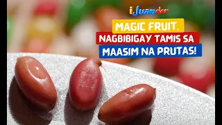 Magic fruit, kayang patamisin ang maasim na prutas? | I Juander