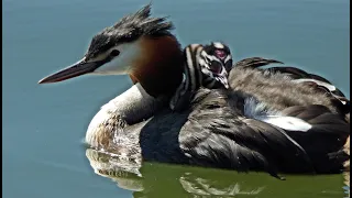 Great Crested Grebe babies!