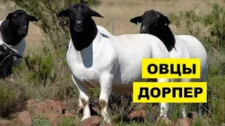 Разведение овец дорперов как бизнес идея | Овцеводство | Овцы дорпер