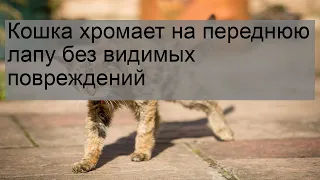 Кошка хромает на переднюю лапу без видимых повреждений