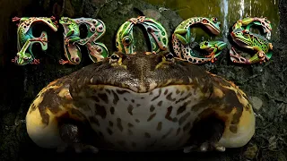 Evolution of FROGS