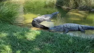 Крокодил рычит / The crocodile growls