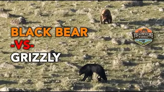 Black Bear takes on a Grizzly over a dead bison - Yellowstone National Park, Boulder Lake