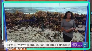 The big, smelly seaweed blob headed for Florida has shrunk by 75%