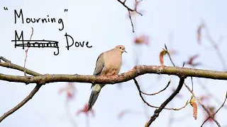 For the Birds - The Mourning Dove