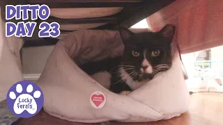 Ditto Day 23 - Feral Cat Recovery, StrongID Dewormer For Cats * S4 E169 * Cat Videos