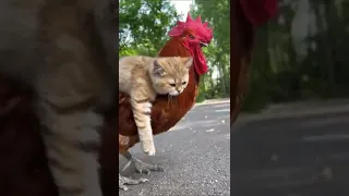 Come let's go home brother 😊 they are friends now. cats and chicken #shorts #viral #cat #fyp