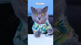 It's Time To Enjoy Oscar's Satisfying Video!😼😆 | Oddly Satisfying TikTok #funnycat #shorts