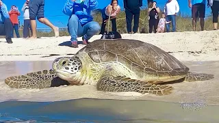 Foxy Charlie, a Green Sea Turtle Released Off Sombrero Beach in The Heart of The Florida Keys!