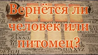 Вернется ли человек или питомец? Общий расклад.