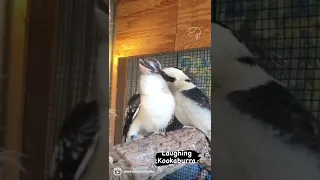 Laughing Kookaburra (Dacelo novaeguineae)