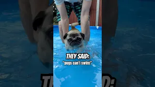 Myth or Fact? #pug #dog #swimming #swimmingdogs