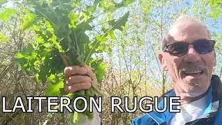 TUTO BENE "32" : LAITERON RUDE  / Sonchus asper