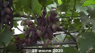 Сорт винограда "Данилка" - сезон 2020 # Grape variety "Danilka" - season 2020