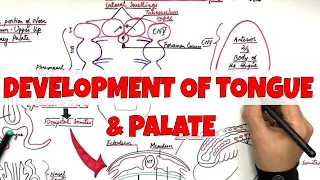 Development of Tongue and Palate - Embryology [LEARN it the most SIMPLE way]