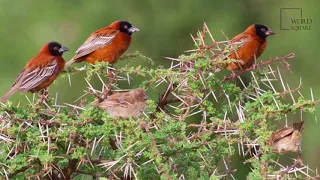 Interesting facts about Chestnut weaver by weird square