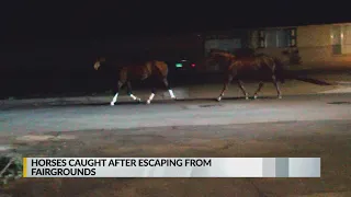 Wranglers catch horses running loose in northeast Albuquerque